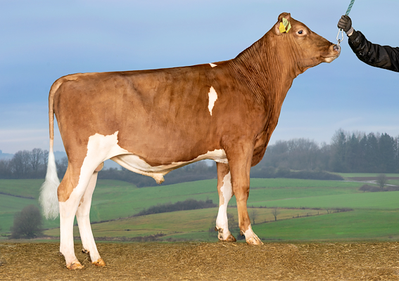 VR UpbeatP (VR Umega P).jpg