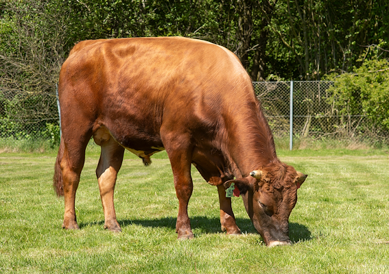 VR Urmo P (VR Ulian P).jpg