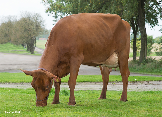 VR Uudin ET-datter fra Nötcenter Viken, Falköping