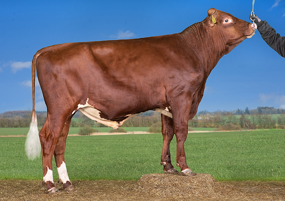 VR Venus (VR Vimo) 38300.jpg