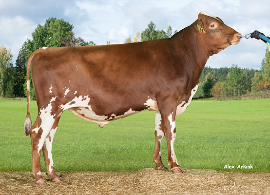 VR Vieteri (VR Viper).jpg