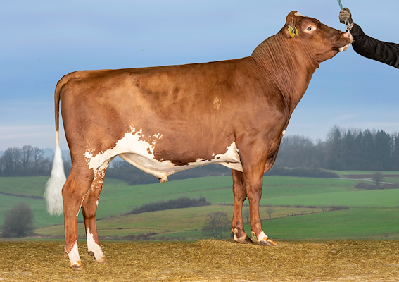 VR Viihde P (VR VaccinP).jpg