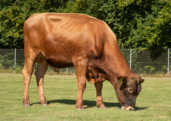 VR Viima P (VR Voima P).jpg