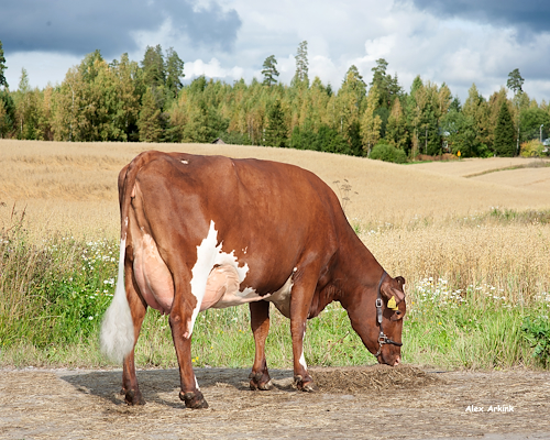 VR Vilde-datter fra Ahonen Ari, Askola