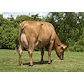 VR Vilperi daughter no 19629-6212 from Jacob Serup Pedersen_Aarup - grazing.jpg