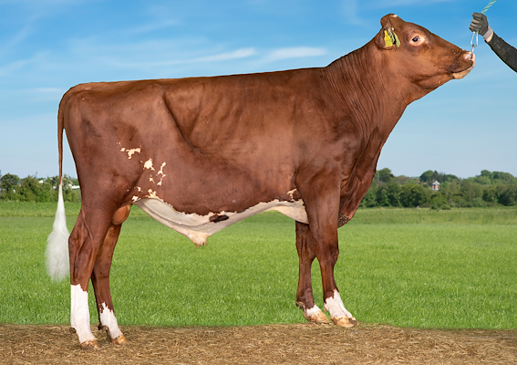 VR Vivallo (VR Vehmaa).jpg