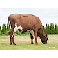 VR Wiking 9882 Scenic1.jpg