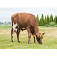 VR Wiking 9882 Scenic2.jpg