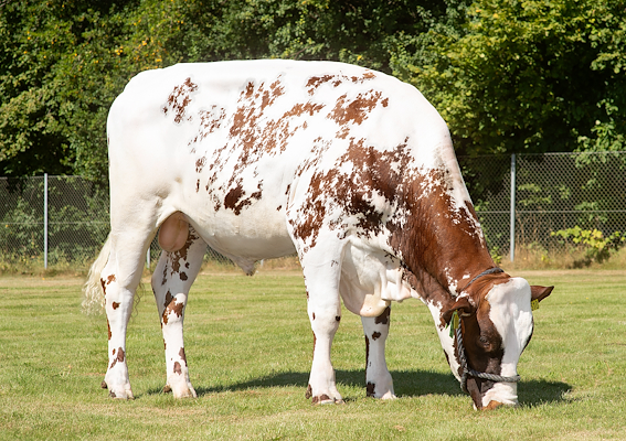 VR Windy (VR Windsor).jpg